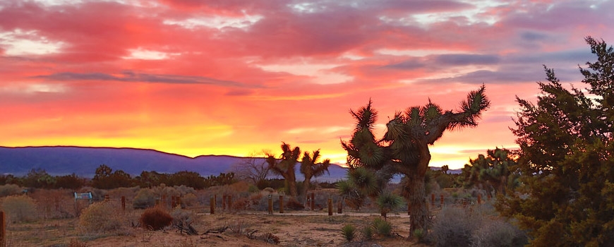 Free Guided Tours at Prime Desert Woodland