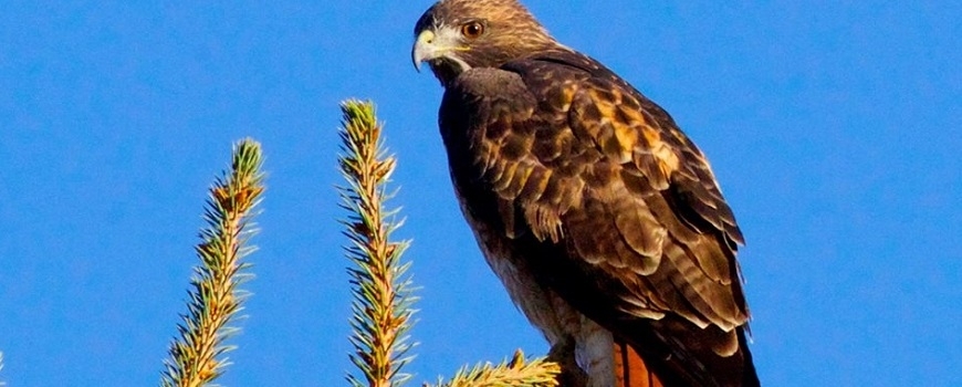 Bird Watching Walk at Prime Desert Woodland Preserve