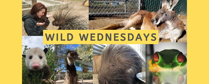 Wild Wednesdays at Animal Tracks