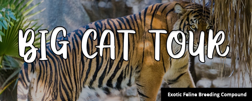 Big Cat Self-Guided Tour at Feline Conservation Center Big Cat Self-Guided Tour at Feline Conservation Center