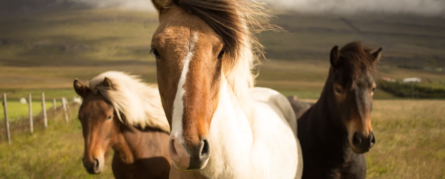 Wild Horse Play Day at The Wild Hope