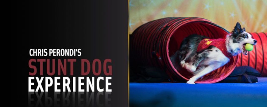 Chris Perondi's Stunt Dog Experience at LPAC