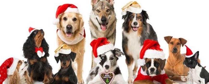 3rd Annual Holly Jolly Bash at Pampered Pooch Pet Hotel
