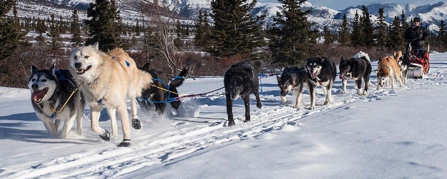 Adventures in Dog Sledding at Acton Agua Dulce Library