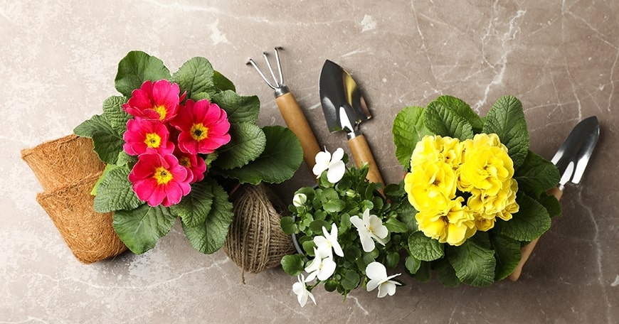 Clouds Green Thumb Gardener's Monthly Gathering Clouds Green Thumb Gardener's Monthly Gathering