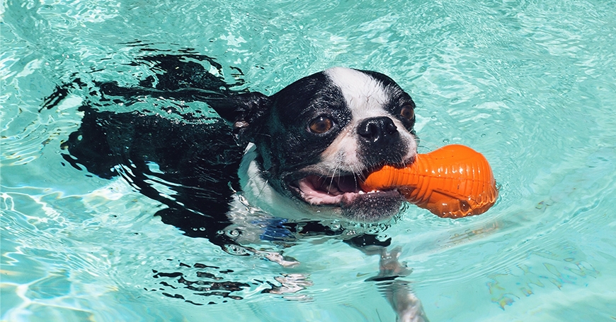 Keeping Canines Cool with Pools