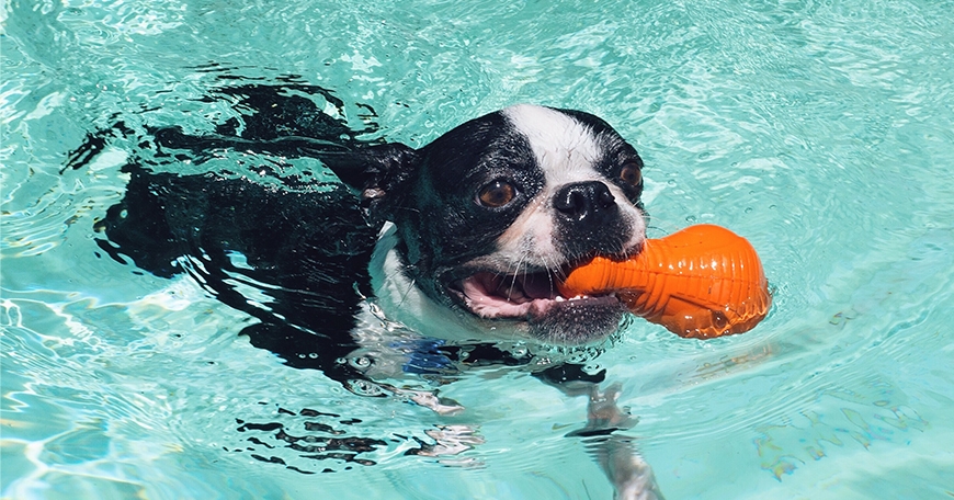 Keeping Canines Cool with Pools Keeping Canines Cool with Pools
