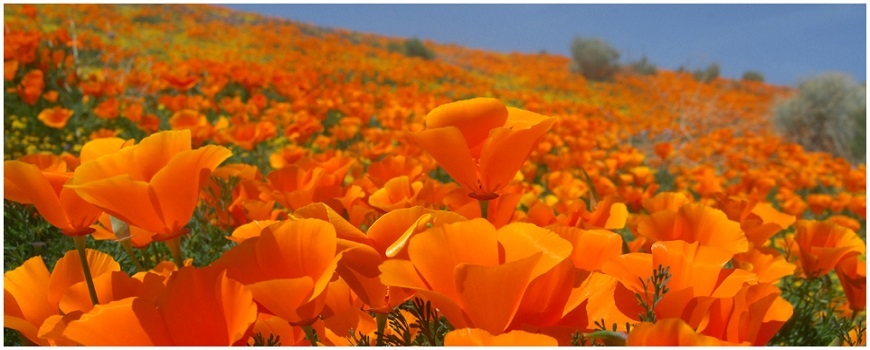 California Poppy Festival