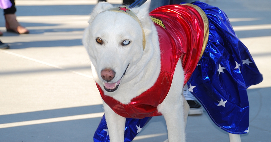 Howl-O-Ween at Yellen Dog Park Howl-O-Ween at Yellen Dog Park