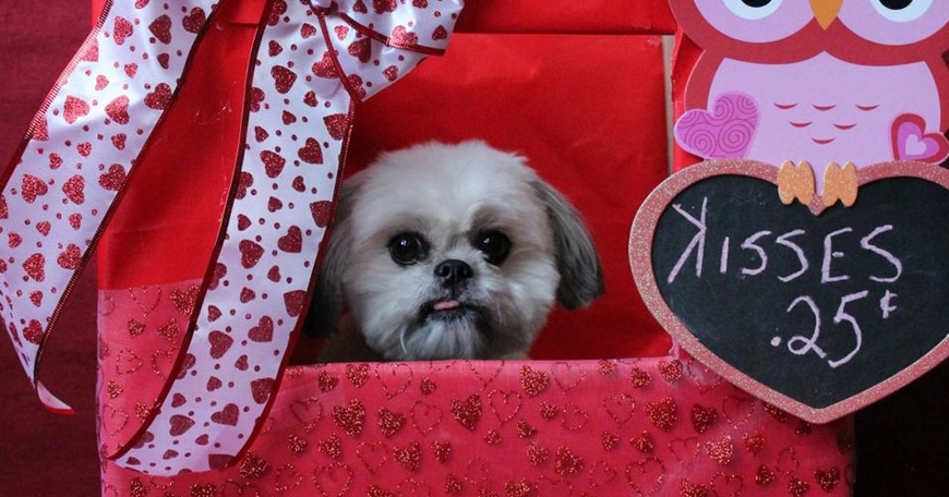 Valentine's Day Pawty Valentine's Day Pawty