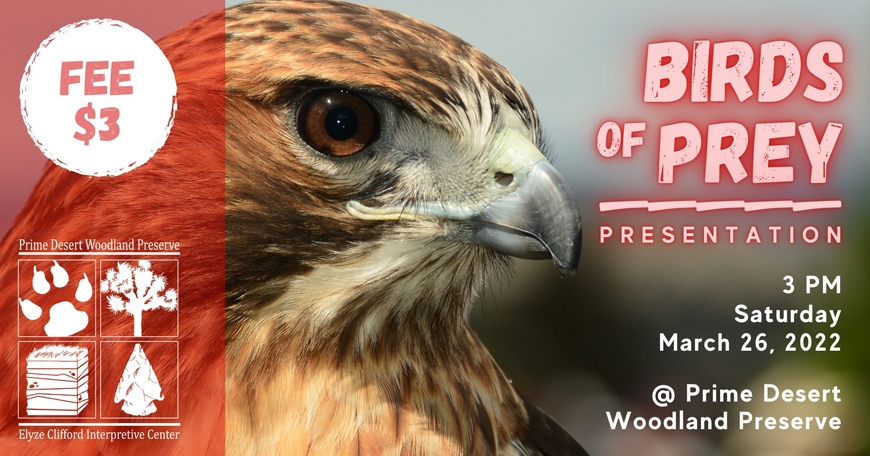 Birds of Prey Presentation