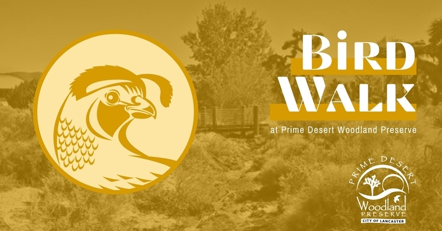 Bird Walks at Prime Desert Woodland Preserve Bird Walks at Prime Desert Woodland Preserve