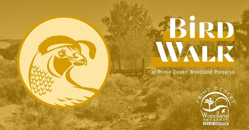 Bird Walks at Prime Desert Woodland Preserve