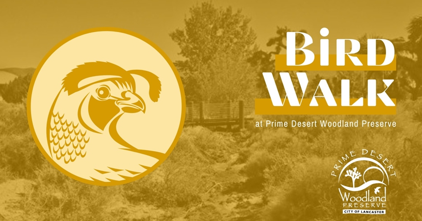 Bird Walks Bird Walks