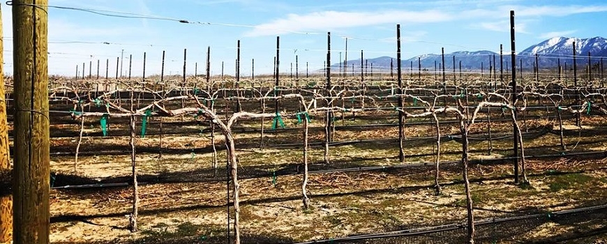 AV Fair Wine Tasting