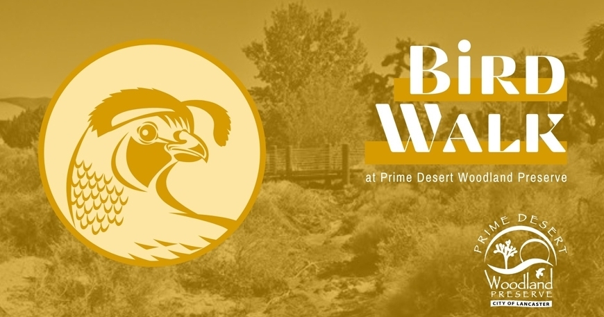 Bird Walks at Prime Desert Woodland Preserve