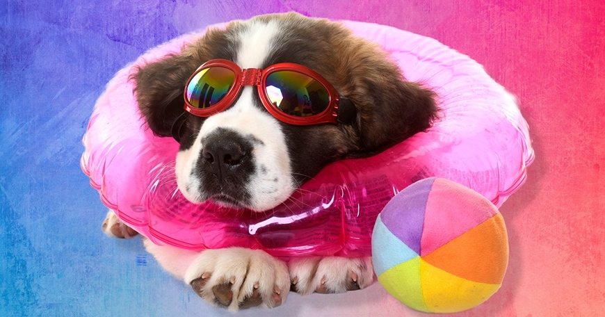 Keeping Canines Cool with Pools Keeping Canines Cool with Pools