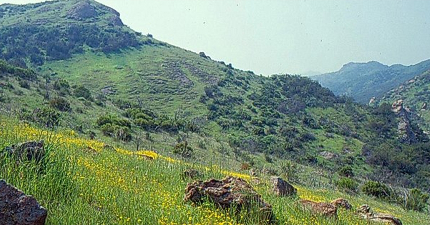 Plants & Geology of Placerita Canyon Plants & Geology of Placerita Canyon