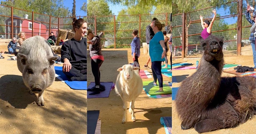 Yoga at the Gentle Barn