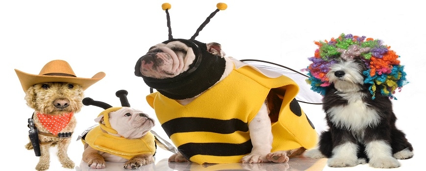 Yellen Dog Park Halloween Dog Parade & Costume Contest