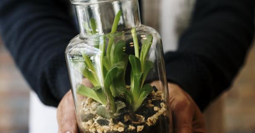 Succulent Sand Terrarium