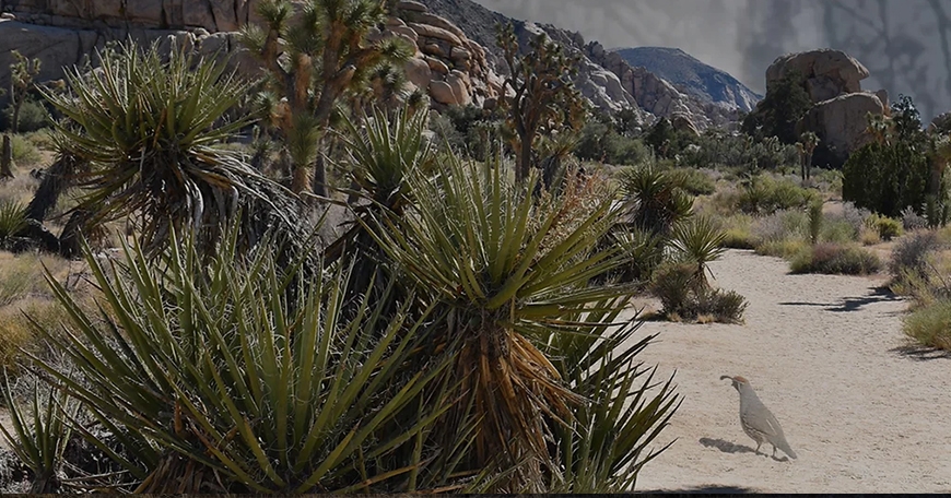 Panel Discussion: New Futures for Joshua Trees