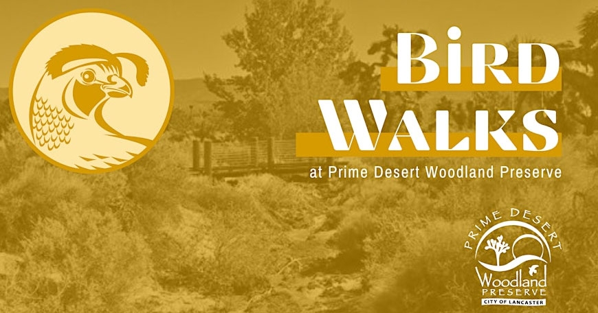 Bird Walks - Prime Desert Woodland Preserve Bird Walks - Prime Desert Woodland Preserve