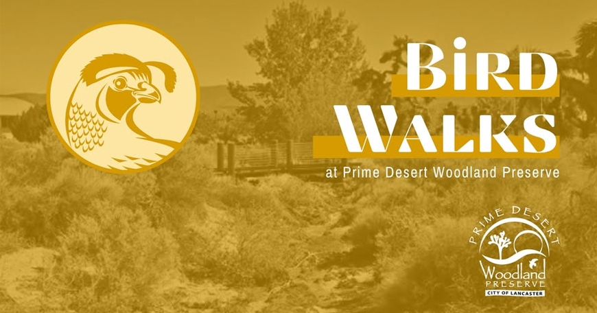 Bird Walks at Prime Desert Woodland Preserve Bird Walks at Prime Desert Woodland Preserve