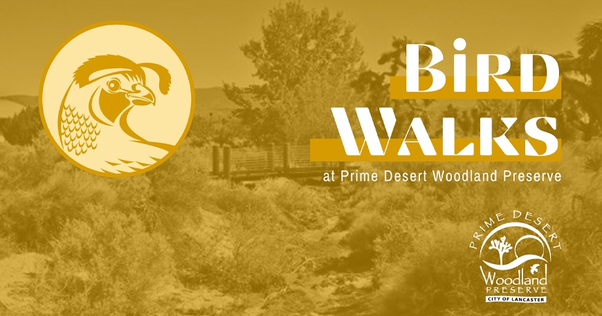 Bird Walks at Prime Desert Woodland Preserve Bird Walks at Prime Desert Woodland Preserve