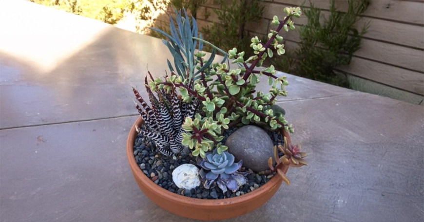 Succulent Workshop Succulent Workshop