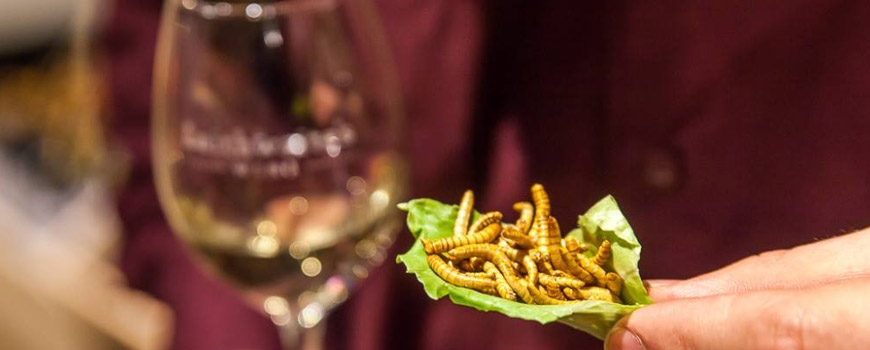 Wine and Bugs Pairing at Agua Dulce Winery
