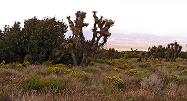 Arthur B. Ripley Desert Woodland State Park Photo