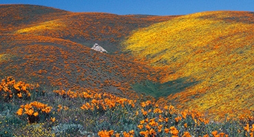 Antelope Valley Poppy Reserve Photo