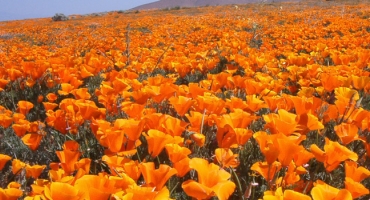 2019 Super Bloom - Plentiful Poppies Photo