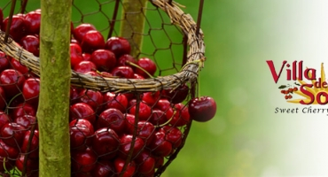 Cherry Picking at Villa del Sol Sweet Cherry Farms Photo