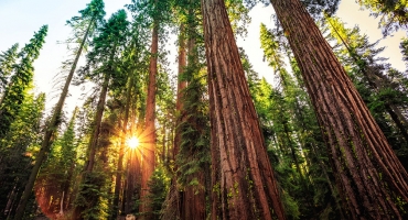 Mountain Giants Escape: Sequoia National Forest... Photo
