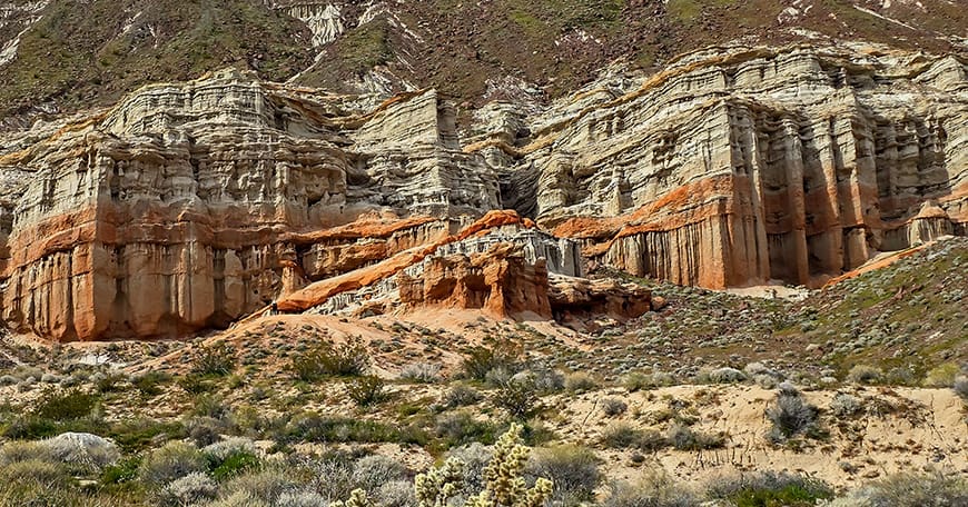 Wildflower Wonderland at Red Rock Canyon | AntelopeValley.com